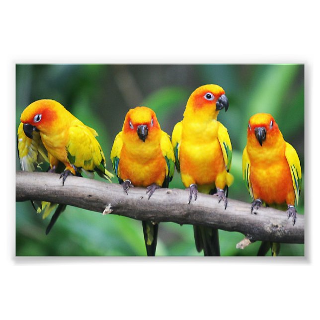 Foto Sun Conures (Frente)
