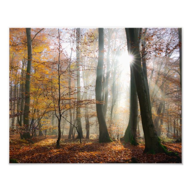 Foto Sun Rays Mystic Misty Scenics Forest - Paperprint (Frente)