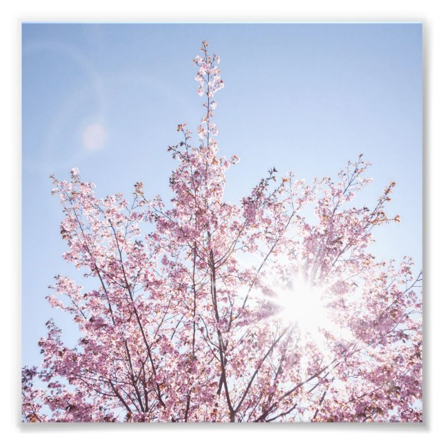 Foto sun rays pass through pink flowers of a wow tree (Frente)