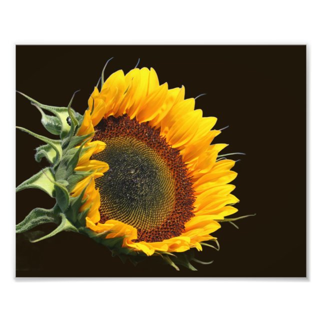 Foto Sunflower In Sunshine 8x10 (Frente)