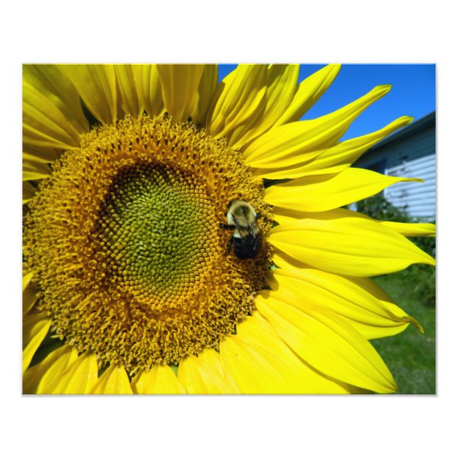 Foto sunflower with bumble bee (Frente)