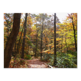 Foto Sunlit Fall Trail no Parque Estadual de Laurel Hil