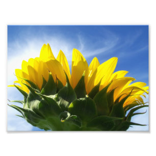 Foto Sunny Day Sunflower