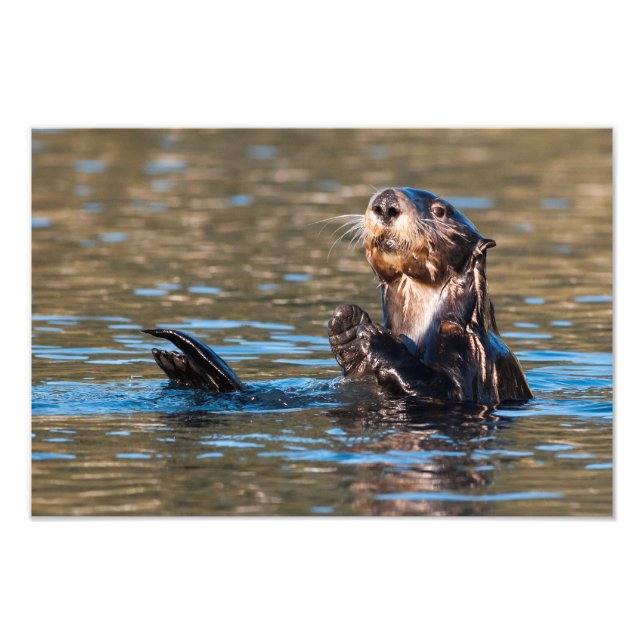 Foto Sunny Sea Otter (Frente)