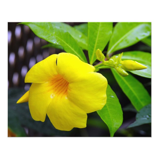 Foto Sunny Yellow Mandevilla (Frente)