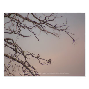 Foto Sunset com os Shrikes