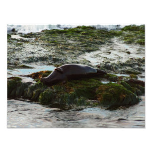 Foto Sunset Lit Harbor Seal II em San Diego