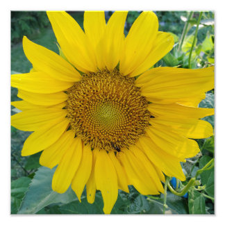 Foto Sunshine Bloom Vibrant Sunflower Field Photo
