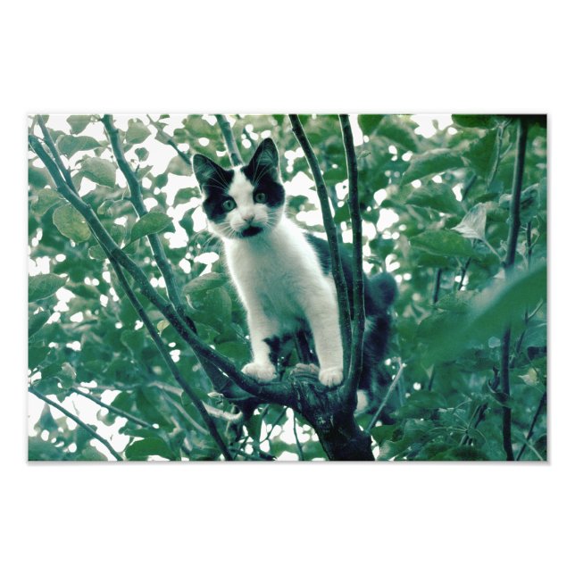 Foto Superfluência da travessura (Frente)