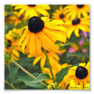Foto Susan de olhos negros Poster 6x6