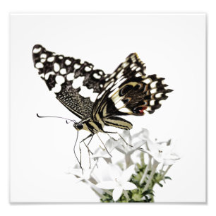 Foto Swallowtail empoleirou-se no branco