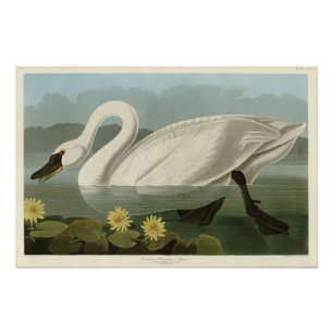 Foto Swan Americano Comum - Aves da América de Audubon