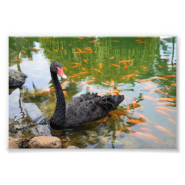 Foto Swan Negro em um Lago Goldfish