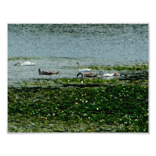 Foto Swans Aquáticos (Frente)