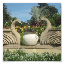 Swans Guardando Hollis Gardens em um