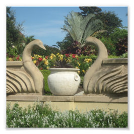 Foto Swans Guardando Hollis Gardens em um