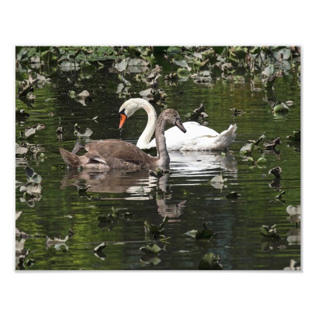 Foto Swans para adultos e jovens (Frente)