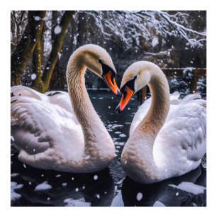 Foto Swans Românticos em uma Terra Maravilha de inverno