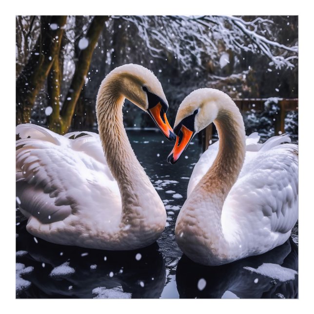 Foto Swans Românticos em uma Terra Maravilha de inverno (Frente)
