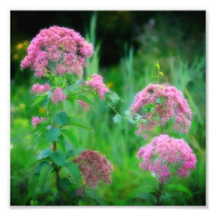 Foto Sweet Joe Pye Weed Wildflower 8x8