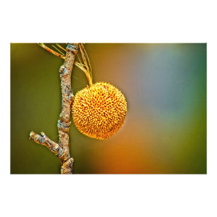 Foto Sycamore Seed Ball
