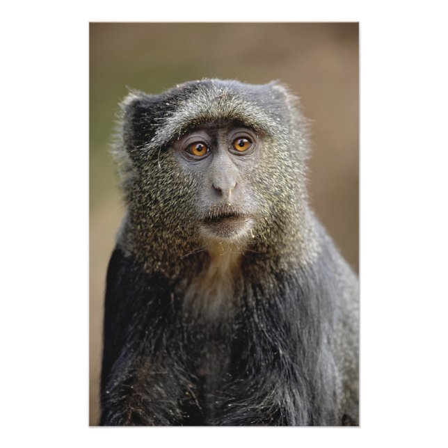 Foto Sykes ou Blue Monkey, Cercopithecus mitis, (Frente)