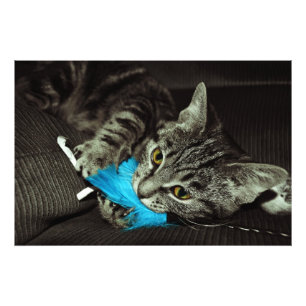 Foto Tabby Cat com pena de Shirley Taylor