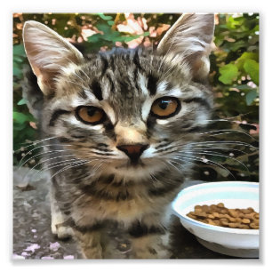 Foto Tabby Cat Kitten Fazer Contato de Olhos