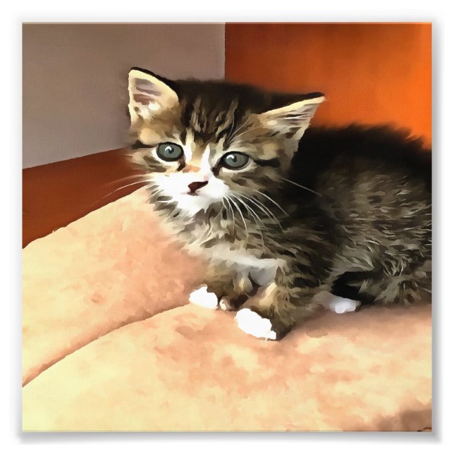 Foto Tabby Cat Kitten Pet Retrato (Frente)