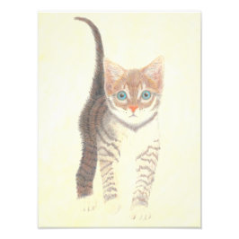 Foto Tabby Kitten Poster