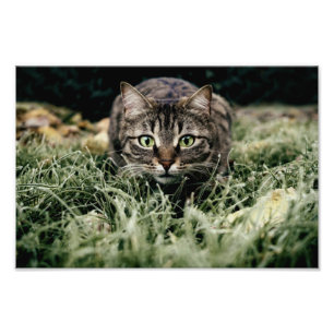 Foto Tabby, o Gato Doméstico