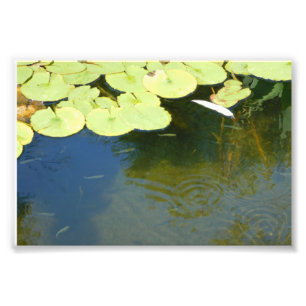 Foto Tadpoles