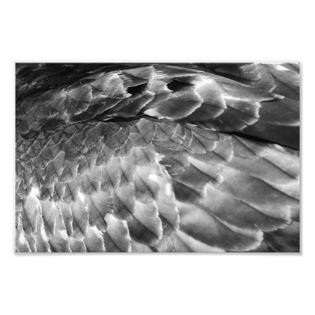 Foto Take Flight (Frente)