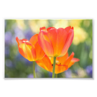 foto - tamanho 4x6 - tulipas (laranja)
