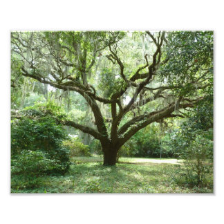 Foto Tarde de Verão do Bluffton