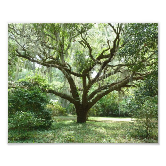 Foto Tarde de Verão do Bluffton (Frente)