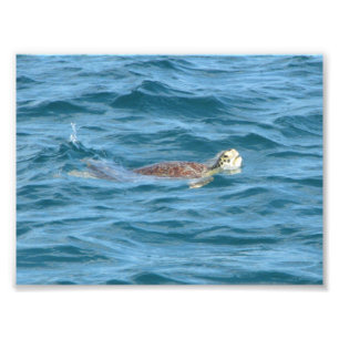 Foto Tartaruga de mar