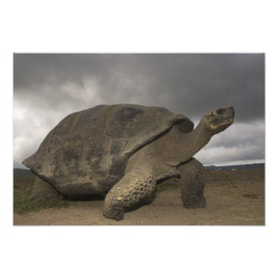 Foto Tartaruga gigante de Galápagos Geochelone