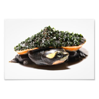 Foto Tartaruga Sideneck Rosa