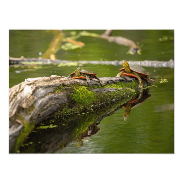 Foto Tartarugas de salto (Frente)