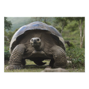 Foto Tartarugas Gigantes de Galápagos Geochelone