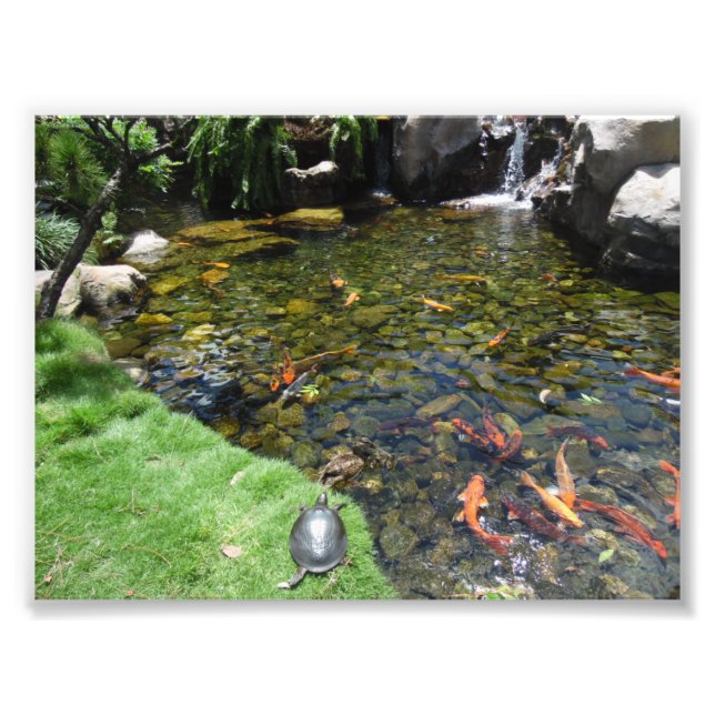 Foto Tartarugas no Lago de Koi (Frente)