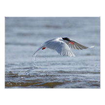 Térn comum com uma captura de cheiro