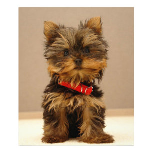 Foto Terrier de Yorkshire