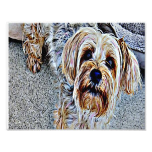 Foto Terrier de Yorkshire
