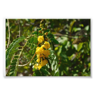 Foto Tesouros florais
