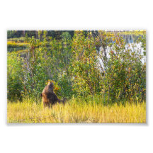 Teton Bear Eating Berries, Wyoming