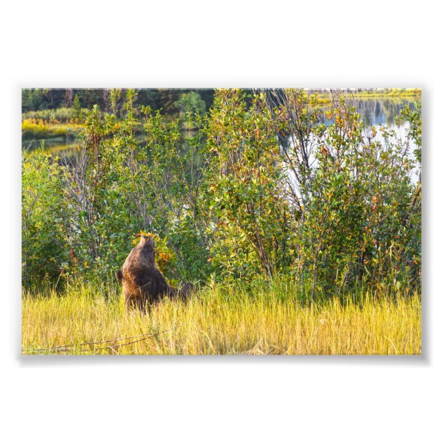 Foto Teton Bear Eating Berries, Wyoming (Frente)