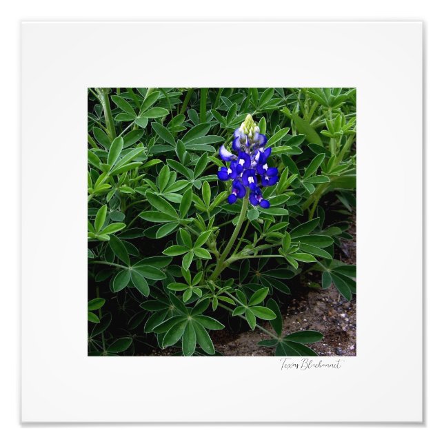 Foto Texas Bluebonnet (Frente)