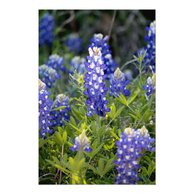 Foto Texas Bluebonnet (Frente)